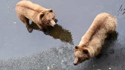 Super Bear Adventure Beta Bear Rescue Guide: How to Save Every Bear